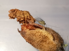 Mesopsocus immunis