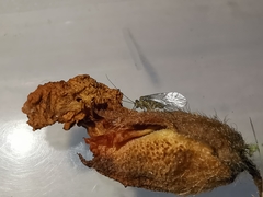 Mesopsocus immunis