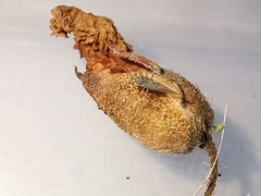 Mesopsocus immunis