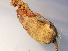 Mesopsocus immunis