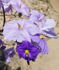 Solanum wendlandii