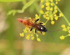Amblyjoppa fuscipennis