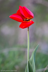 Tulipa gesneriana