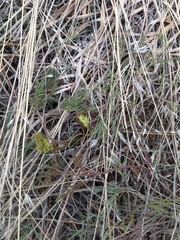 Harbouria trachypleura
