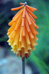 Kniphofia triangularis