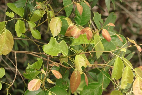 Phyllanthus cuscutiflorus observed 2019-05-09