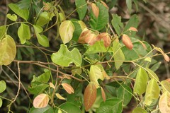 Phyllanthus cuscutiflorus