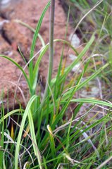 Kniphofia triangularis