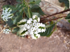 Tournefortia hartwegiana