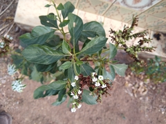 Tournefortia hartwegiana