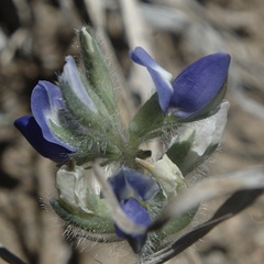 Lupinus kingii