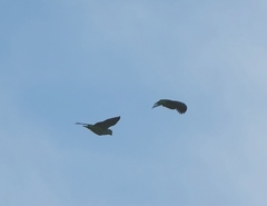 Amazona albifrons