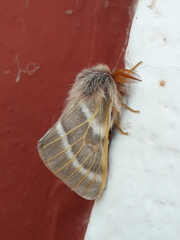 Hemileuca rubridorsa