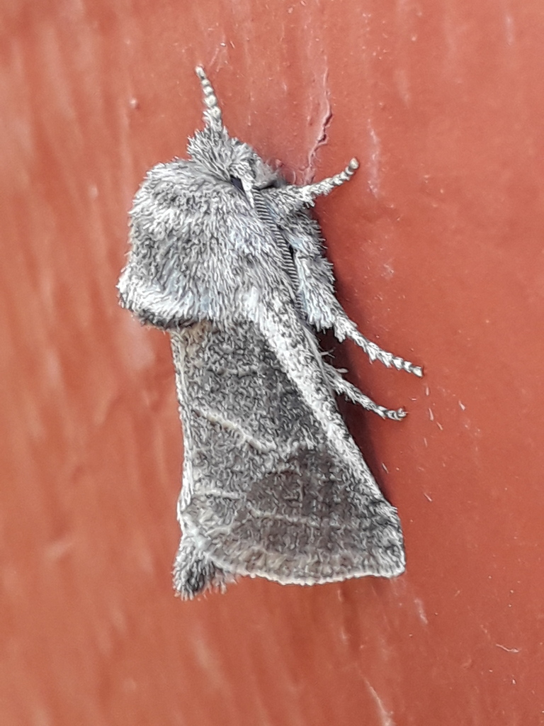 Comadia redtenbacheri