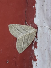 Synchlora bistriaria