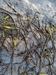 Zostera