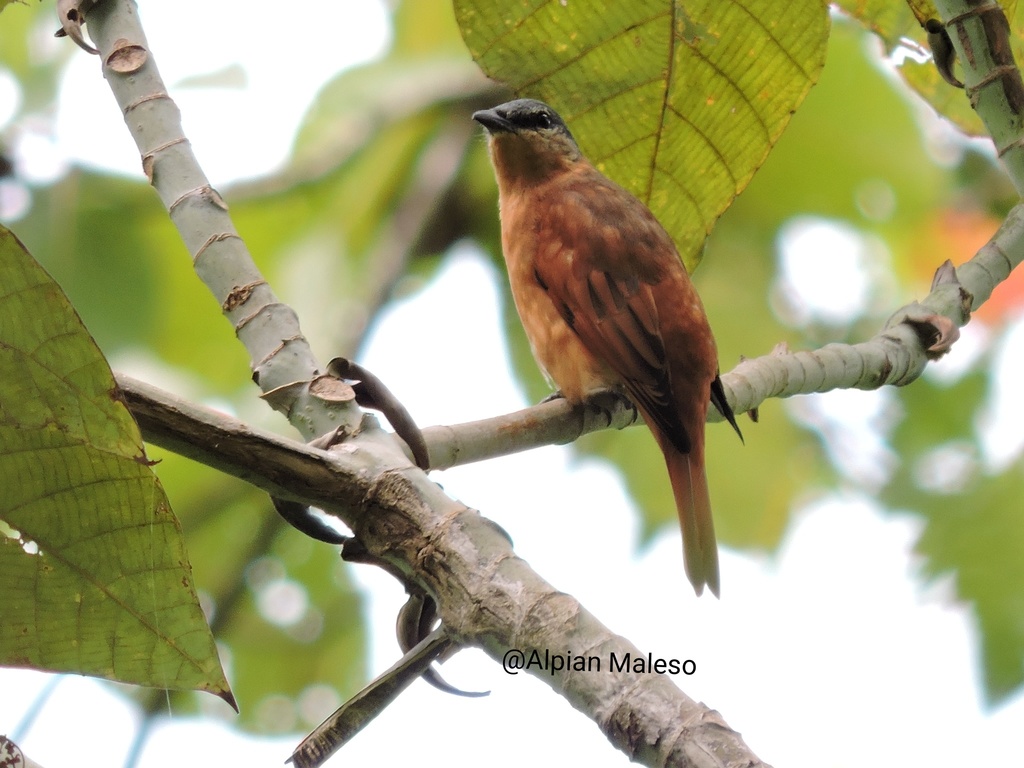 Banggai Cicadabird photo