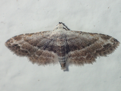 Araeopteronini