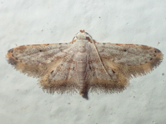 Araeopteronini