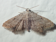 Araeopteronini