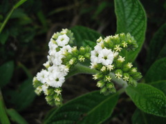 Tournefortia rufosericea