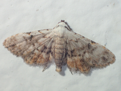 Araeopteronini