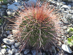 Melocactus intortus domingensis