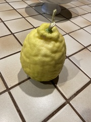 Citrus × pyriformis