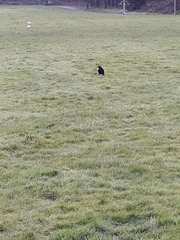 Corvus corone