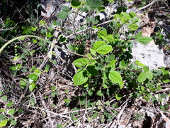 Rhynchosia tomentosa