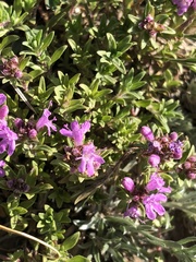 Thymus baicalensis