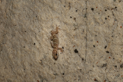 Pachydactylus formosus