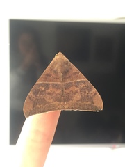 Ophisma