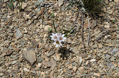 Nothoscordum andicola