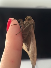 Ophisma