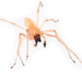 Agrarian Sac Spider - Photo (c) Marc AuMarc, some rights reserved (CC BY-NC-ND)