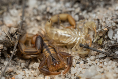Uroplectes marlothi