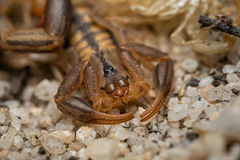 Uroplectes marlothi