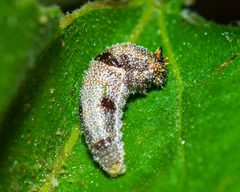 Charaxinae