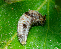 Charaxinae