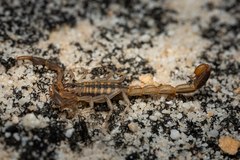 Uroplectes marlothi