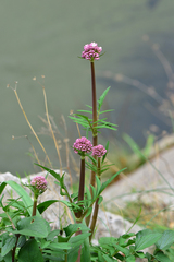 Valeriana italica
