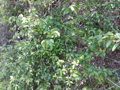 Trichostigma octandrum