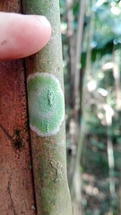 Herpothallon