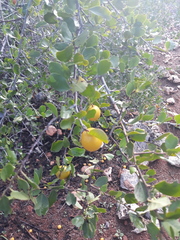 Ximenia americana