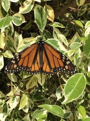 Danaus plexippus