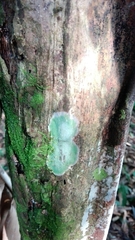 Herpothallon
