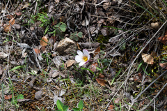 Zephyranthes andina
