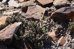 Grusonia aggeria