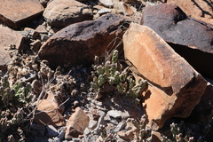 Grusonia aggeria